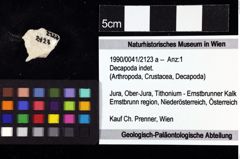 Foto (Objket + Etiketten) von Decapoda indet. 